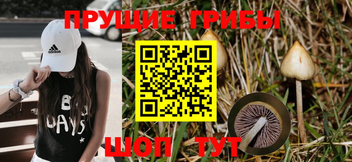 Галлюциногенные грибы Psilocybe Джанкой